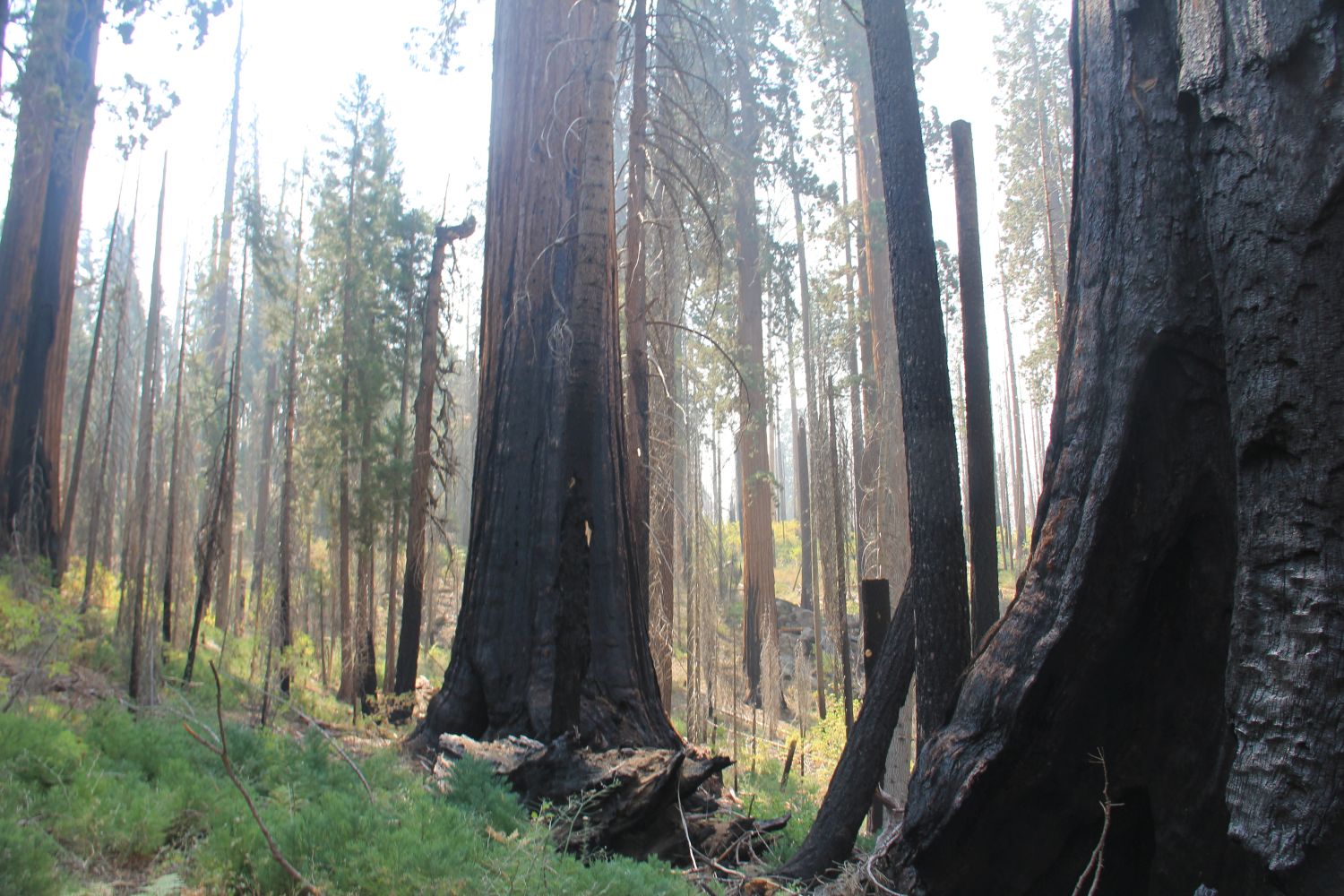 Grant Tree Trail, Boundary Trail and North Grove Trail 